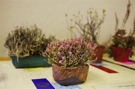 Sukulent (Succulent) Hakkında Genel Bilgiler - Page 7 - agaclar.net