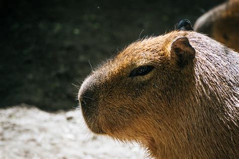Is it Legal to Own a Capybara as a Pet? - Baby Capybara