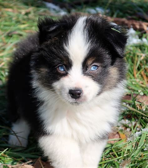 About Mini Aussies - RL Valley Ranch Aussies