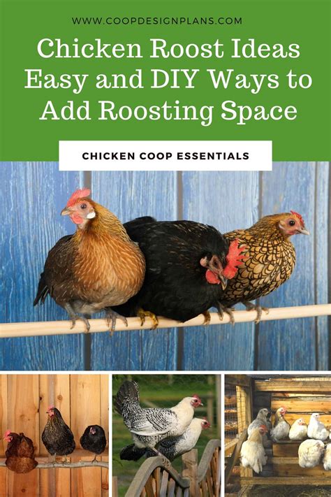 Chicken Roost Ideas and Designs - 18 Different Options for Any Size Coop