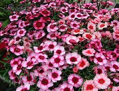 Image result for Dwarf Compact Burning Bush 5 Container