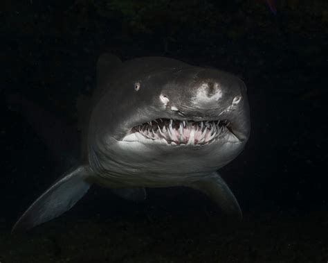 Bull Sharks In Freshwater Rivers