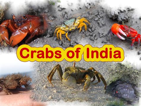 different types of crabs india Archives - Roaming Owls