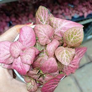 CAPPL Live Fittonia (Nerve Plant) 4 Indoor Plant With Pot For Home ...