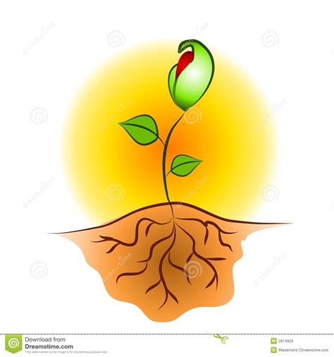 Seed plant clipart 20 free Cliparts | Download images on Clipground 2024