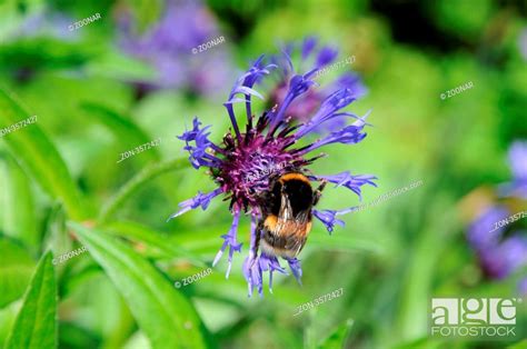 Blüte mit Hummel, Stock Photo, Picture And Rights Managed Image. Pic ...