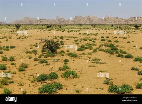 Saudi Arabia 的图像结果