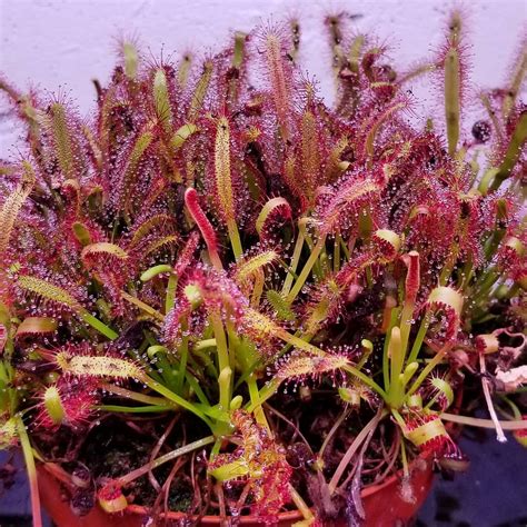 Cape Sundew (Drosera capensis) – CarnivorousPlants.com