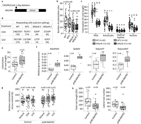 groups of LysM-RLKs involved in symbiotic signal perception and ...