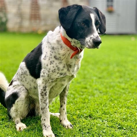 Border Collie Pointer Mix