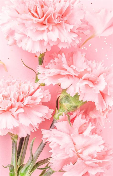 Download Baby Pink Carnation Flowers Wallpaper | Wallpapers.com