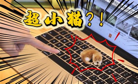 一只5厘米的超级小猫，跳上键盘气坏铲屎官！ - 知乎