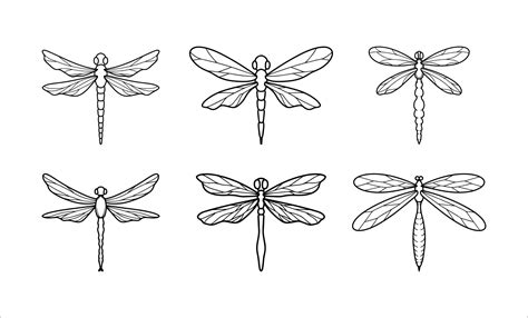 Collection of Insect Dragonflies Outline Illustrations 11702879 Vector Art at Vecteezy