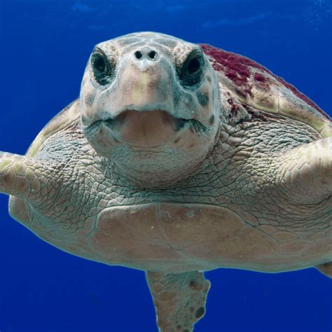 Loggerhead Turtle Migration Patterns 的图像结果