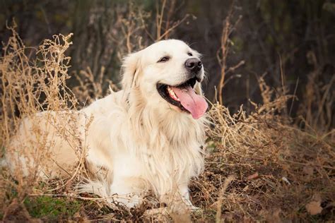 Light American Golden Retriever at Sam Hamby blog