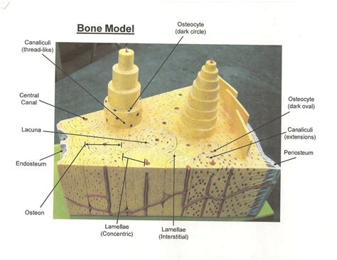 Compact Bone Diagram - koibana.info | Human anatomy model, Anatomy ...