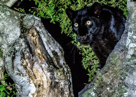 Where to see a Black Leopard in Kenya