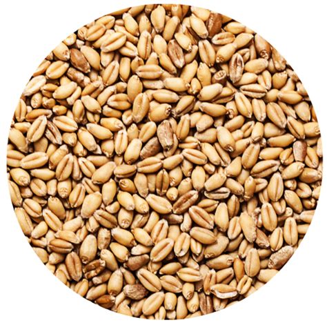 Healthy Vermicelli for Nutritious Breakfasts & Meals