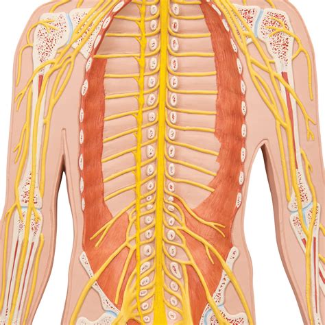 Spinal Nerves Model Labeled