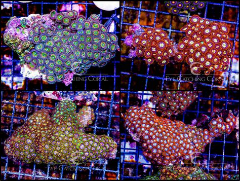 Wholesale Coral Ordering | Coral Colonies & Frags | Eye Catching Coral