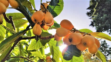Loquat Tree Fruits in Your Garden: How To Grow Them – Ugaoo