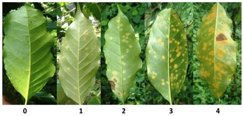 A Method for Detecting Coffee Leaf Rust through Wireless Sensor ...