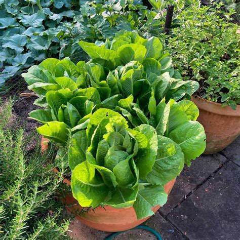 Growing Leaf Lettuce in Pots [Steps & 7+ Care Tips]