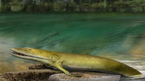 Humans Evolution Line since Fish 的图像结果