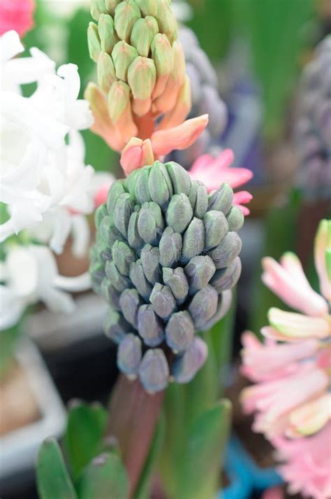 Grapes 的图像结果