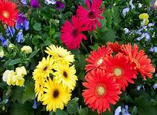 significato dei fiori gerbera significato dei fiori significato fiori conoscere il significato dei fiori gerbera significato dei fiori significato fiori conoscere il