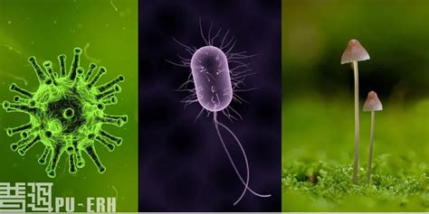 KSSR SN 科学 6年级 单元3：微生物的生命过程 Living Processes of Microorganisms