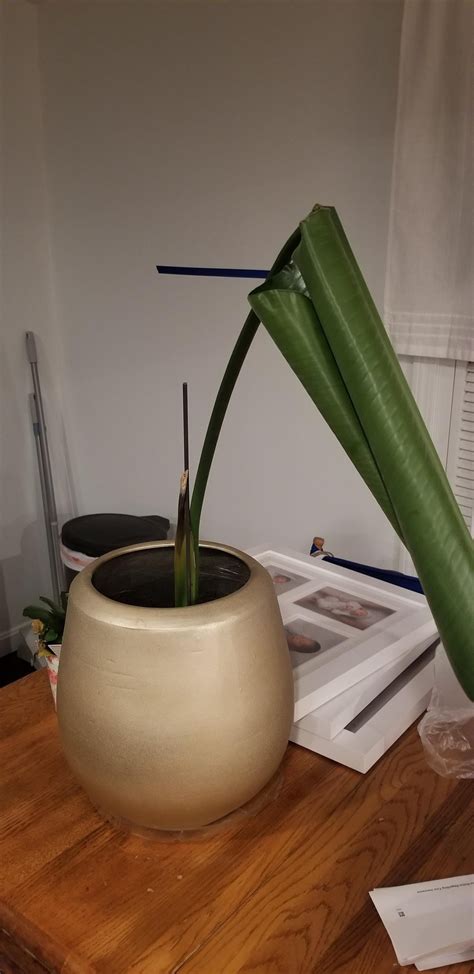 Bird of Paradis : r/plantclinic