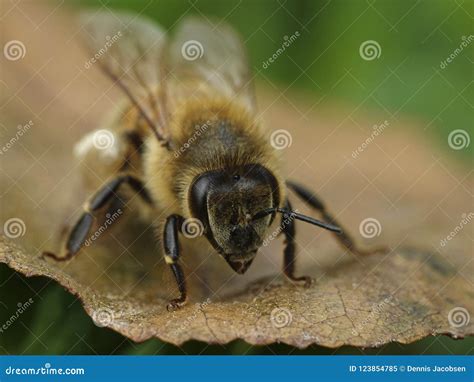 European Honey Bee Apis Mellifera Stock Image - Image of wild, honey ...