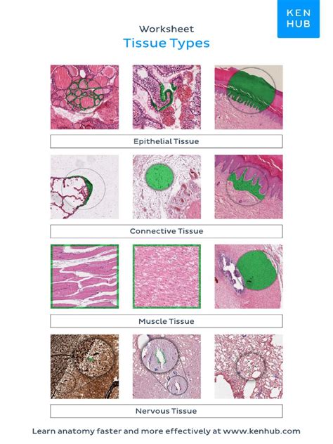 Identifying Tissue Types 的图像结果