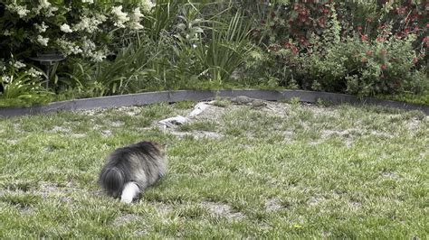 The mighty hunter stalking his prey… : r/Unexpected