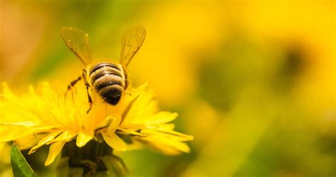 Regional launch of Europe’s environment 2025 marks two decades of partnership with EEA’s cooperating