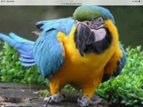 Image result for Monty Python Perroquet