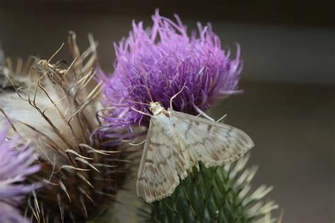 Signs of Carpet Moths & how to get rid of carpet moth larvae?