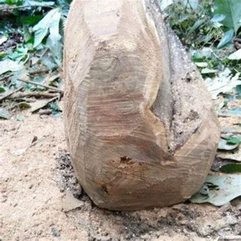 Wood Logs - Anjili Wood Logs Trader - Retailer from Kollam
