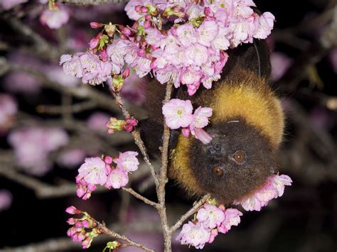 Top 3 Coolest Facts About Flying Foxes — The Cutest Bats Around! – InspireMore