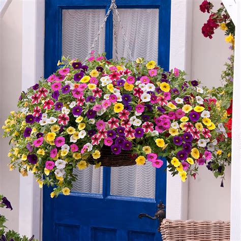 Amazon.com : CHUXAY GARDEN Mix Calibrachoa Flower Seed 200 Seeds Mixed ...