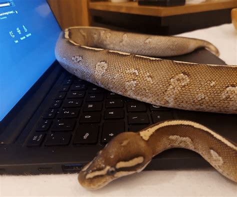 Image result for Typed Out Strings Brute Force Python