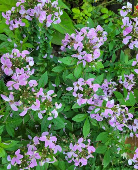 20 Best Deer Resistant Annuals And Perennials