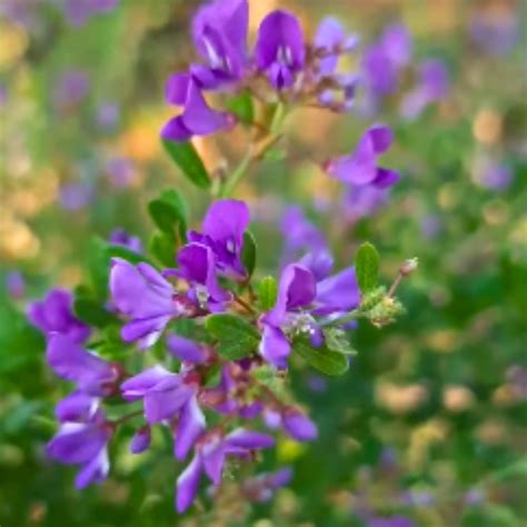 DESMODIUM MIni Blue Braya Sapling Plant – GreenParadiseLive