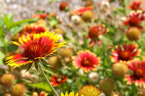 Indian paintbrush. Texas wildflowers | Indian paintbrush, Wild flowers ...