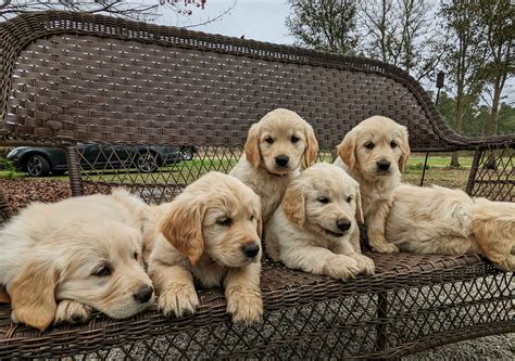 Graham Ellis - Golden Retriever Puppies For Sale In Fair Bluff, NC ...