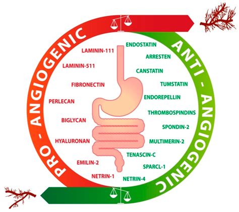 Role of Extracellular Matrix in Gastrointestinal Cancer-Associated ...
