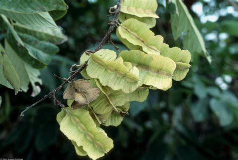 USDA Plants Database