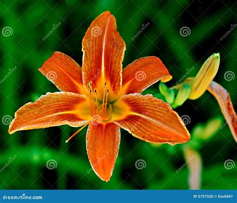 Tiger lily flower in bloom stock photo. Image of outside - 5757520
