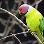 Image result for Parakeet